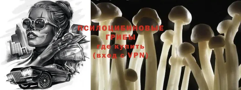 ссылка на мегу как зайти  Киреевск  Псилоцибиновые грибы Psilocybe 